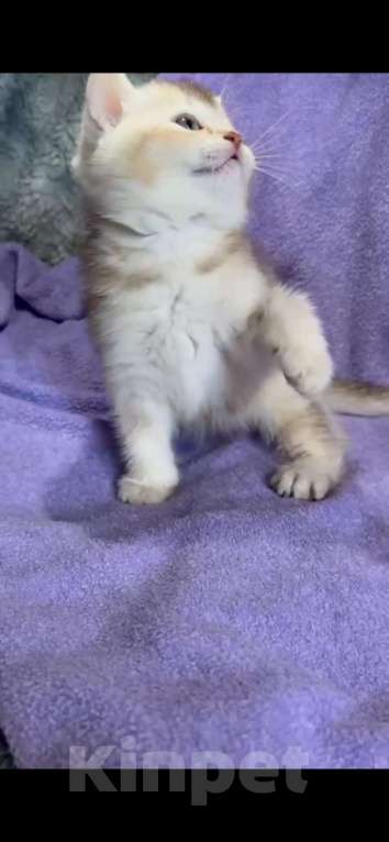 Кошки в Екатеринбурге: Шиншилла лиловое золото страйт  Мальчик, 25 000 руб. - фото 2