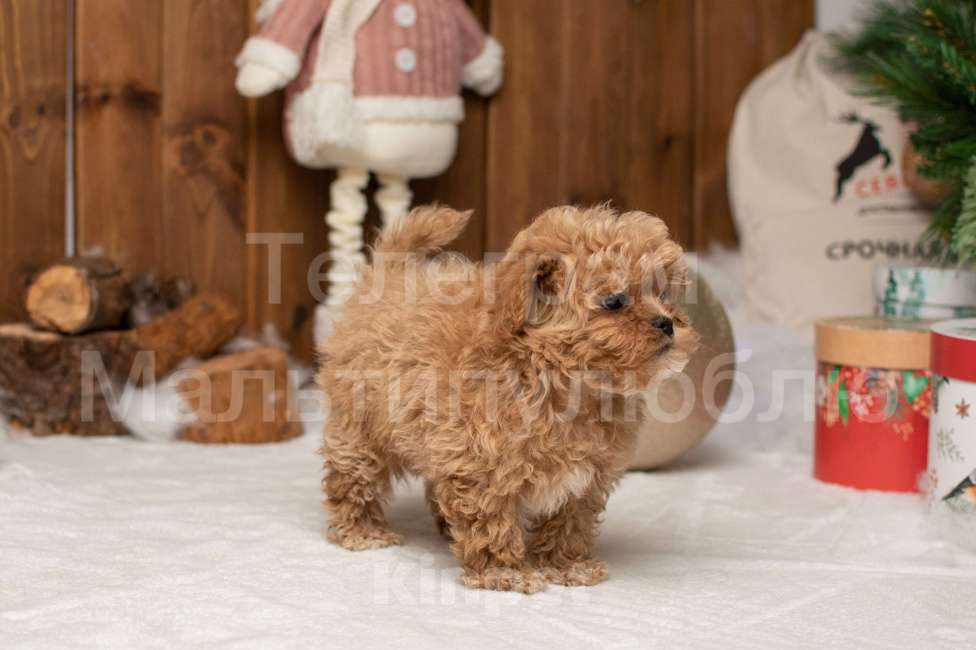 Собаки в Ростове-на-Дону: Щенок мальтипу f1 Мальчик, 100 000 руб. - фото 5