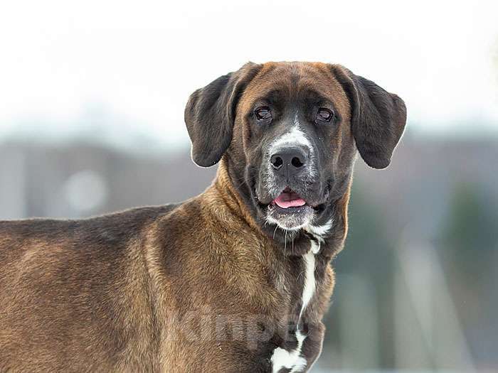 Собаки в Москве: Красавица Лада, молодая добрая семейная собачка в добрые руки Девочка, 10 руб. - фото 6