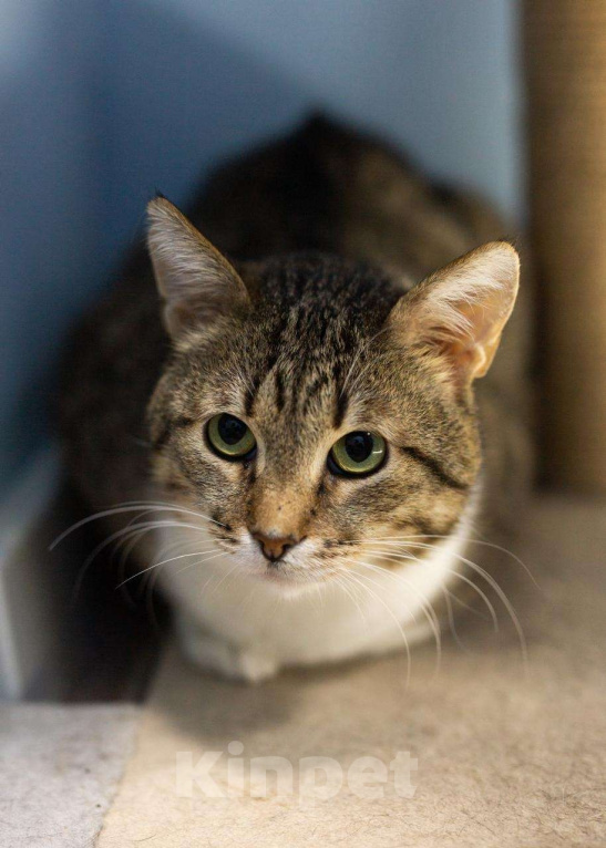 Кошки в Москве: Семен ждёт свою семью Мальчик, Бесплатно - фото 2