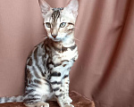 Кошки в других городах Свердловской области: Бенгальский котёнок Девочка, Бесплатно - фото 3