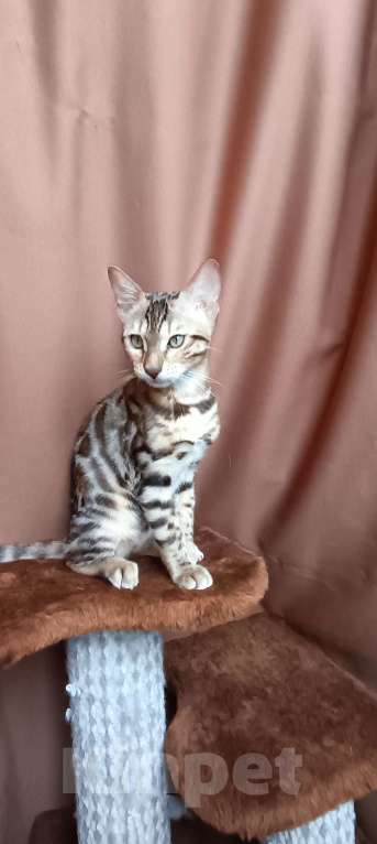 Кошки в других городах Свердловской области: Бенгальский котёнок Девочка, Бесплатно - фото 3