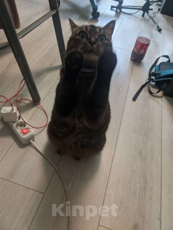 Кошки в Красногорске: Продаю Кошку  Девочка, 1 руб. - фото 2