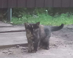 Кошки в Воронеже: Котята в добрые руки Девочка, Бесплатно - фото 2