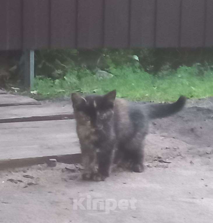 Кошки в Воронеже: Котята в добрые руки Девочка, Бесплатно - фото 2