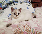 Кошки в Пушкино: Британские котятки Девочка, 15 000 руб. - фото 2
