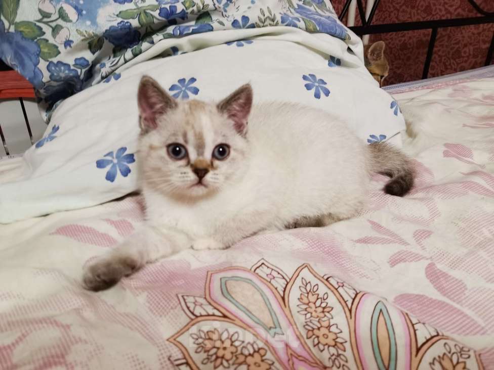 Кошки в Пушкино: Британские котятки Девочка, 15 000 руб. - фото 2