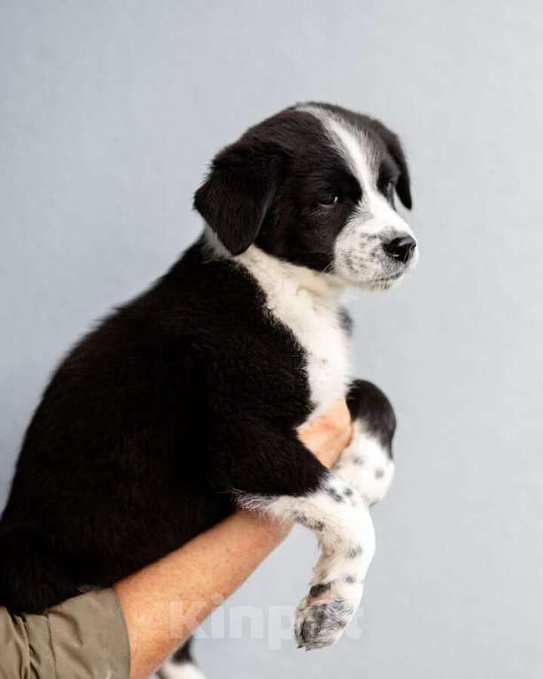 Собаки в Москве: Чудесный щенок Чижик ищет дом. Мальчик, Бесплатно - фото 4