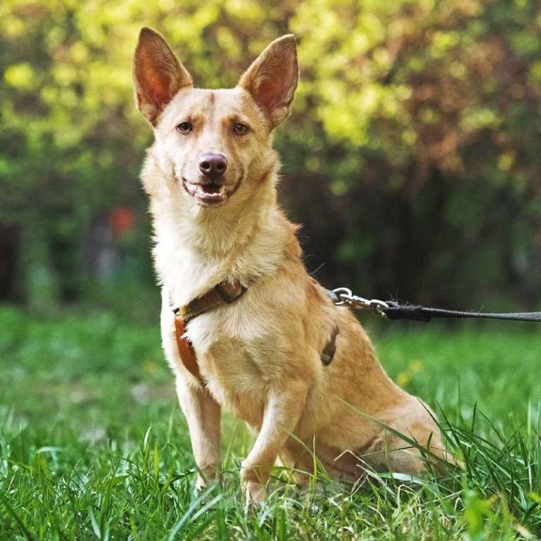 Собаки в других городах Московской области: Тата, 9 кг 4 года ищет семью Девочка, Бесплатно - фото 4