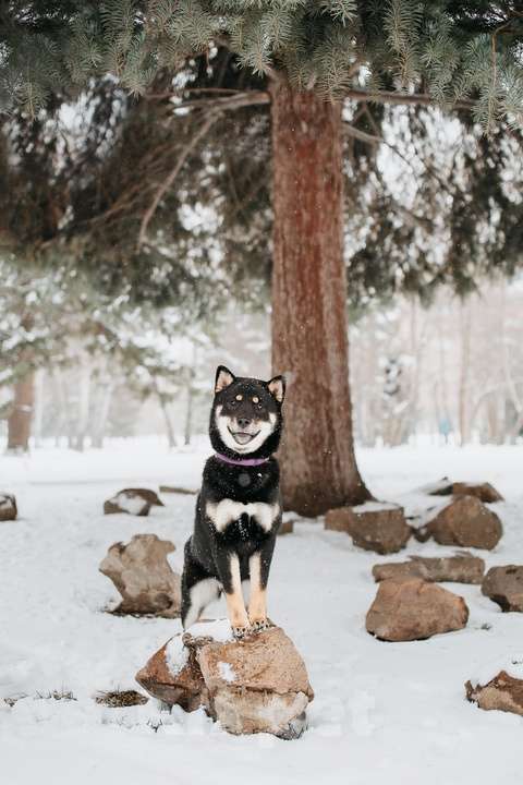 Собаки в Новосибирске: Прекрасная девочка сиба-ину Девочка, 40 000 руб. - фото 2