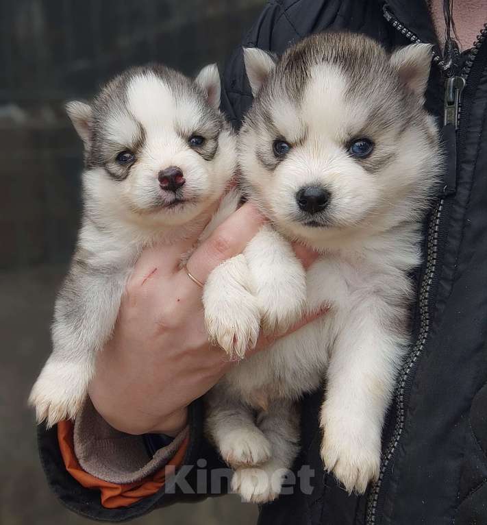 Собаки в Санкт-Петербурге: Малая Сибирская Собака Хапика Мальчик, 50 000 руб. - фото 1