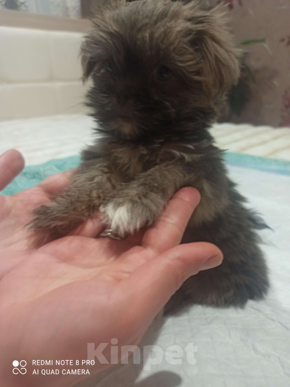 Собаки в Темрюке: Щеночек шит цу мини Мальчик, 28 000 руб. - фото 2