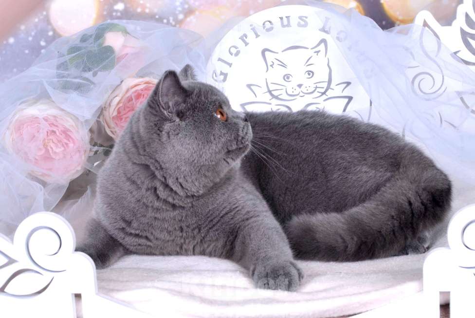 Кошки в Санкт-Петербурге: Британский котик классического голубого окраса Мальчик, 60 000 руб. - фото 2