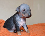 Собаки в Москве: Очаровательный брюнет голого терьера Мальчик, 45 руб. - фото 2