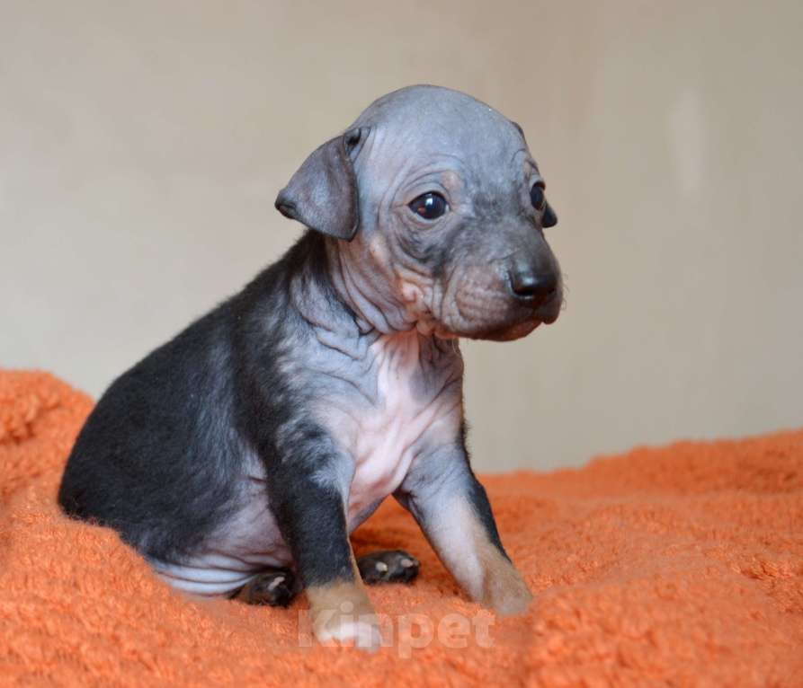 Собаки в Москве: Очаровательный брюнет голого терьера Мальчик, 45 руб. - фото 2