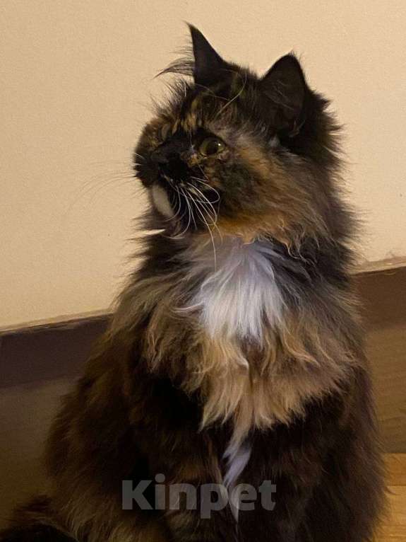 Кошки в Москве: Очень нежная кошечка Пуся ищет себе новых родителей Мальчик, Бесплатно - фото 1