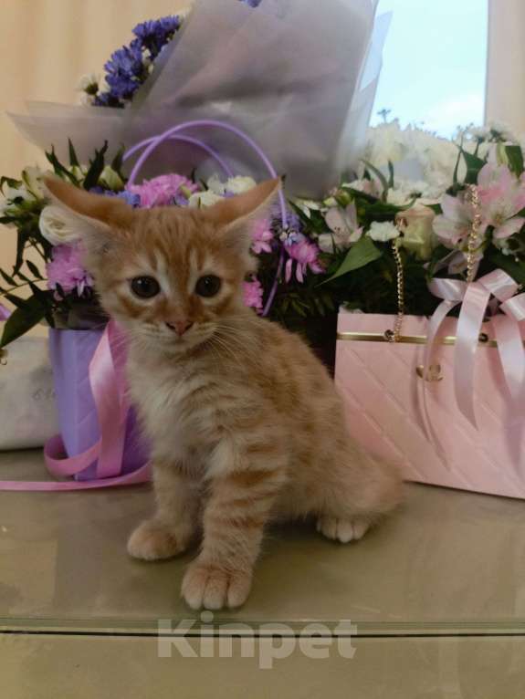 Кошки в Туле: Котята курильские  бобтейлы Мальчик, 5 000 руб. - фото 2