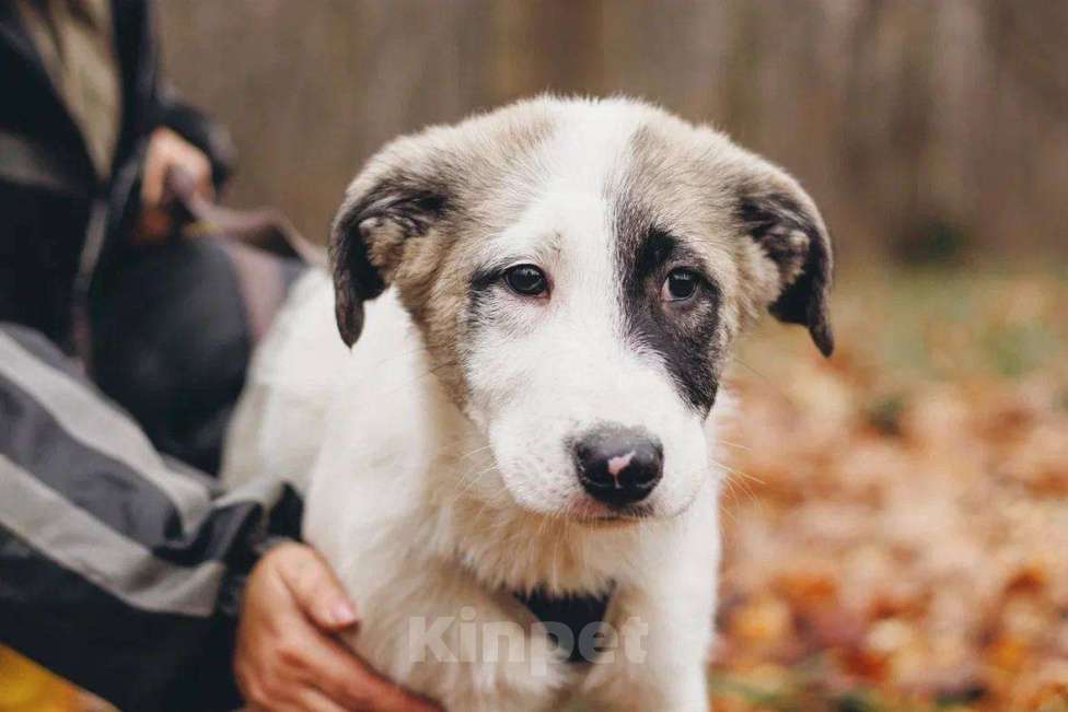 Собаки в Москве: Хёга - щенок 2 месяца, ищет дом  Мальчик, Бесплатно - фото 1
