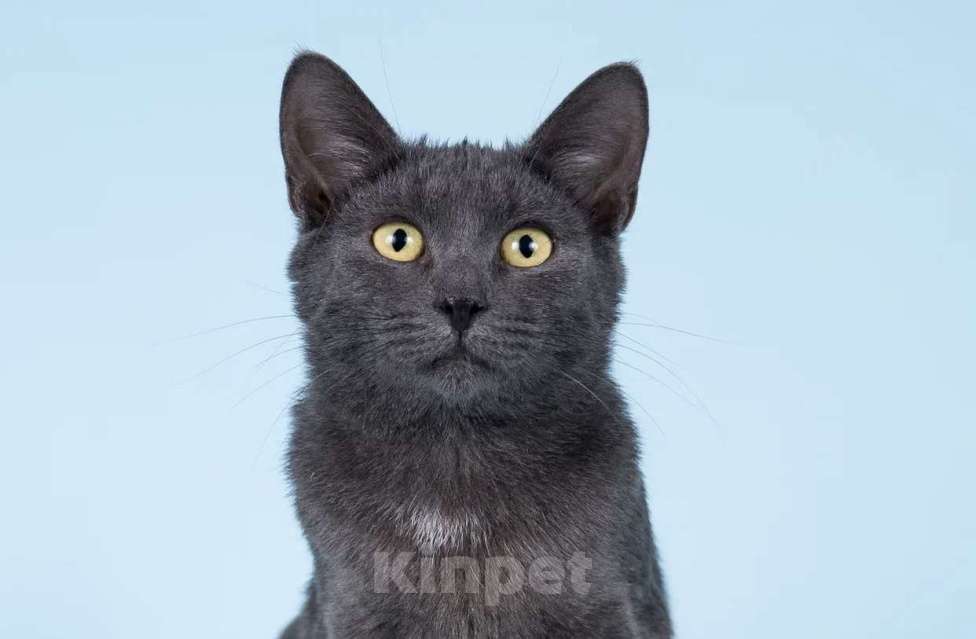 Кошки в Москве: АЛИСА ИЩЕТ ДОМ Девочка, Бесплатно - фото 1