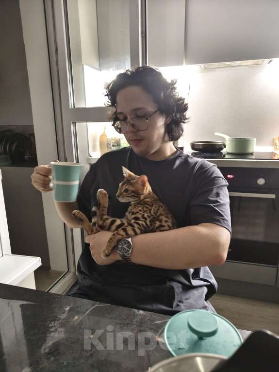 Кошки в Москве: Бенгальский котёнок 3 мес Мальчик, 35 000 руб. - фото 5