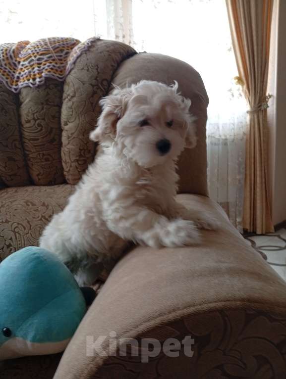 Собаки в Краснодаре: Малыши Мальтипу Ф1 поколение Мальчик, 40 000 руб. - фото 2