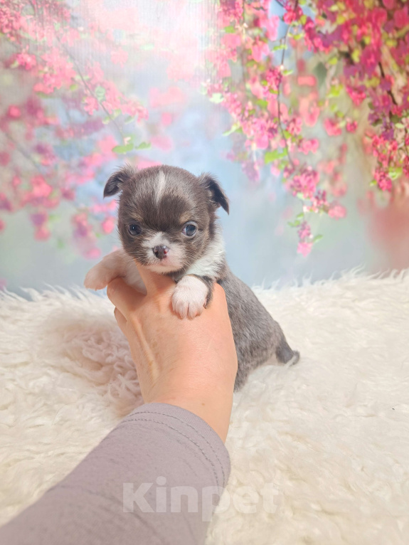 Собаки в Москве: Голубая расписная красотка Девочка, 100 000 руб. - фото 5