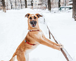 Собаки в Москве: Бриа - собака, которую Вы не забудете! В добрые руки Девочка, Бесплатно - фото 2