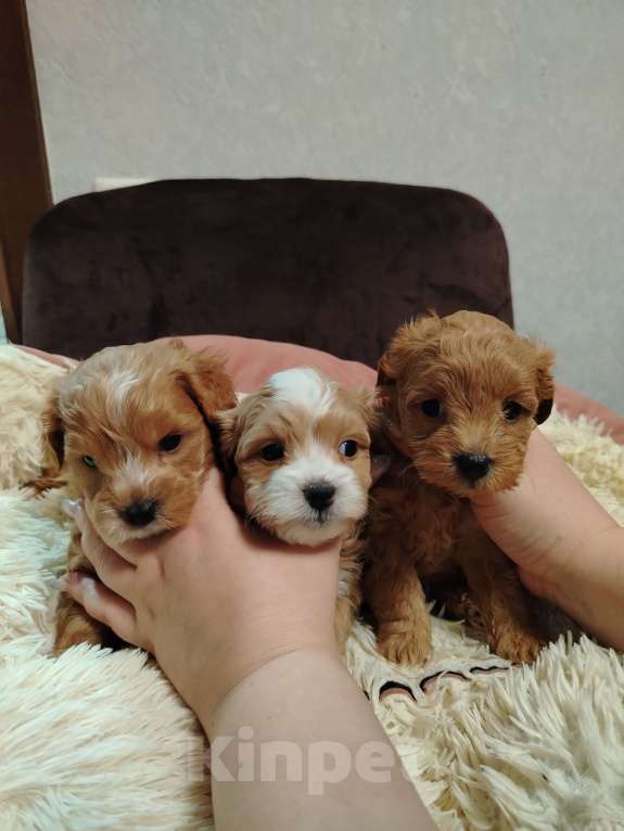 Собаки в Москве: Девочка мальтипу Девочка, 60 000 руб. - фото 3