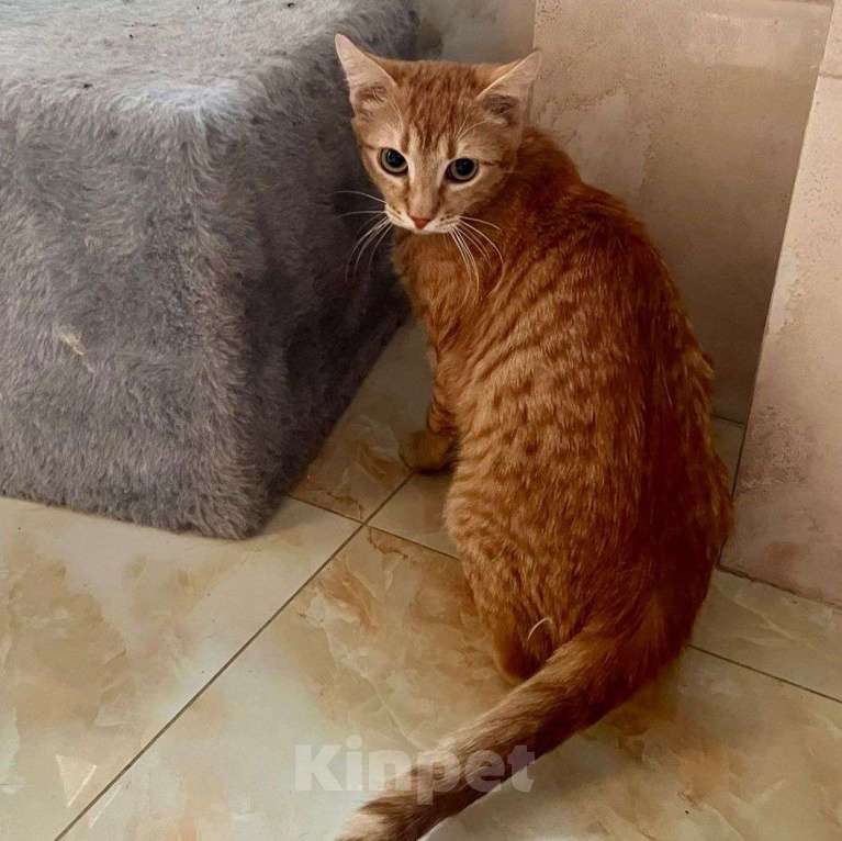 Кошки в Москве: Солнечный рыжий котик ищет добрые руки ☀️ Мальчик, Бесплатно - фото 5