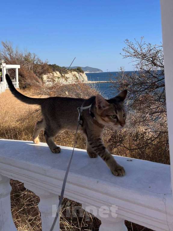 Кошки в Геленджике: Чаузи купить котенка Мальчик, 49 000 руб. - фото 5