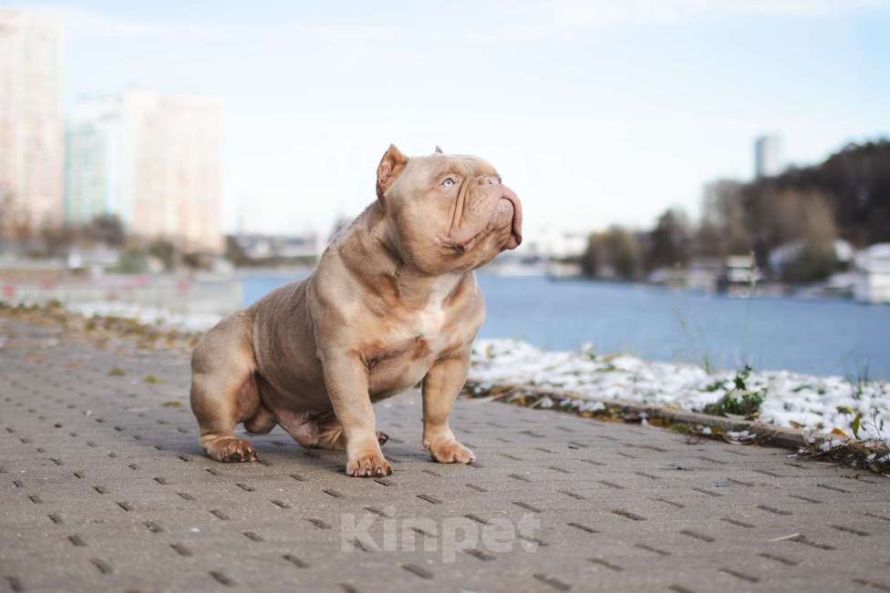 Собаки в Красногорске: премиум американский булли для вязки Мальчик, 90 000 руб. - фото 3