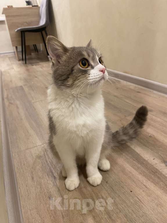 Кошки в Москве: Кошечка Юта ищет семью  Девочка, Бесплатно - фото 5