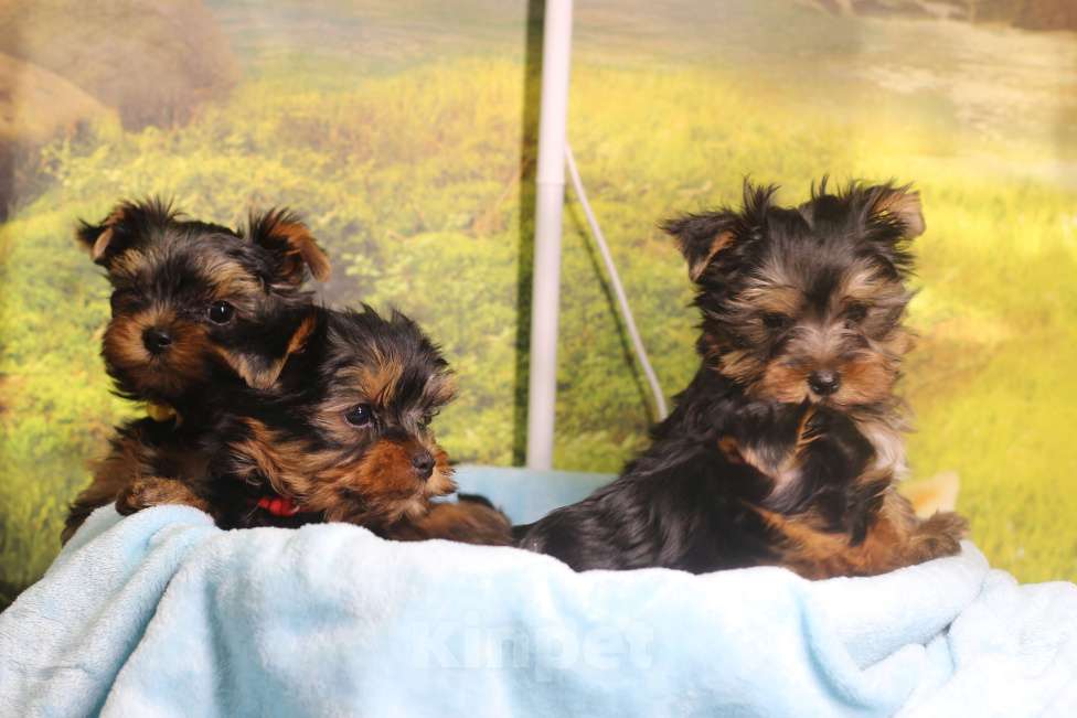 Собаки в Москве: Йоркширский терьер, мальчик Мальчик, 40 000 руб. - фото 3