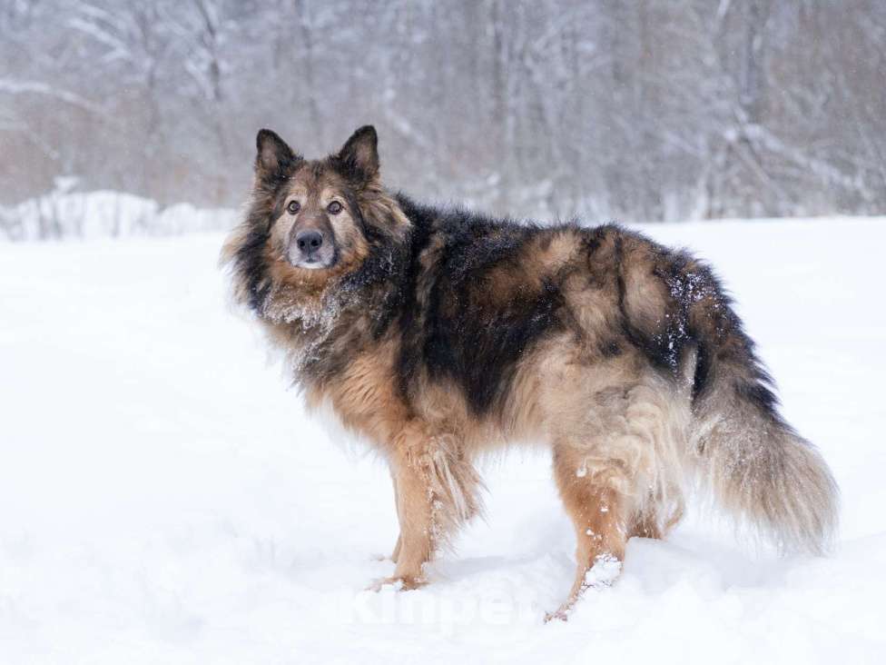 Собаки в Москве: Метис длинношёрстной овчарки в дар Мальчик, Бесплатно - фото 5