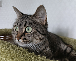 Кошки в Санкт-Петербурге: Кошка очарование Девочка, Бесплатно - фото 6