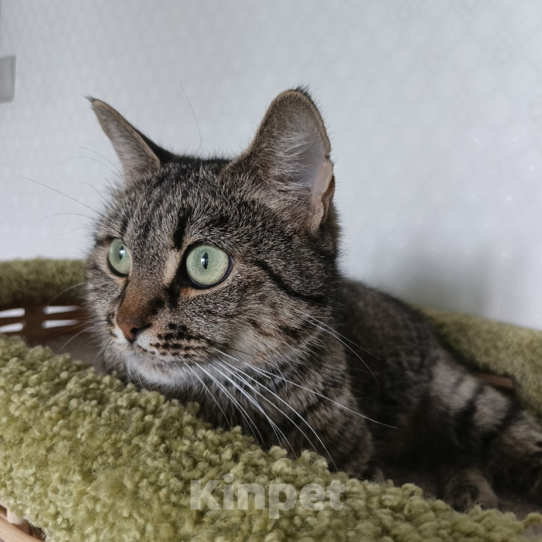 Кошки в Санкт-Петербурге: Кошка очарование Девочка, Бесплатно - фото 6