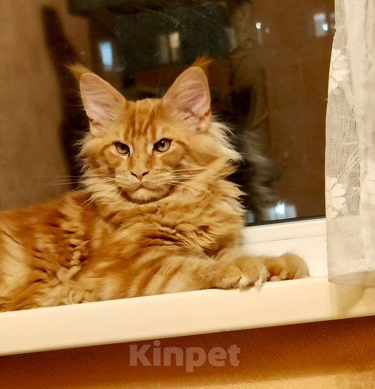 Кошки в Москве: Очаровательный лохматый рыжик Мальчик, 65 000 руб. - фото 1