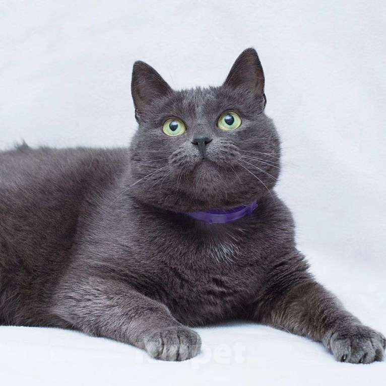 Кошки в Москве: Русская голубая кошечка  Девочка, Бесплатно - фото 5