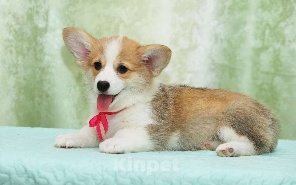 Собаки в Москве: Альмаре Феа Бриошь Девочка, 80 000 руб. - фото 2