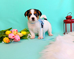 Собаки в Красноярске: Щенки Джек Рассел терьер мальчики и девочки Мальчик, 35 000 руб. - фото 2