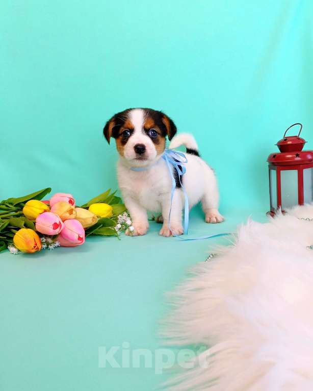 Собаки в Красноярске: Щенки Джек Рассел терьер мальчики и девочки Мальчик, 35 000 руб. - фото 2