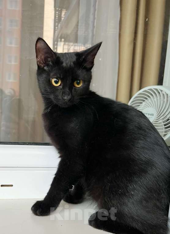 Кошки в Москве: Котенок Марсик источник оптимизма в добрые руки Мальчик, Бесплатно - фото 7