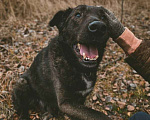 Собаки в Москве: Тиват Мальчик, Бесплатно - фото 3