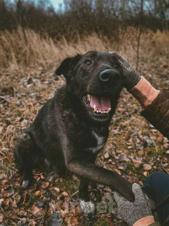 Собаки в Москве: Тиват Мальчик, Бесплатно - фото 3