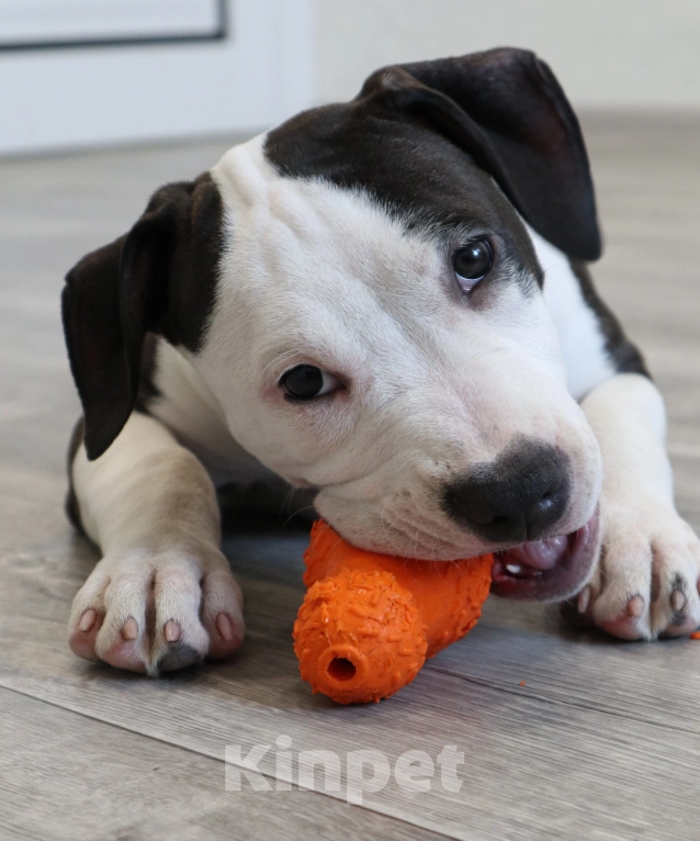 Собаки в Москве: Малышка Девочка, 50 000 руб. - фото 3