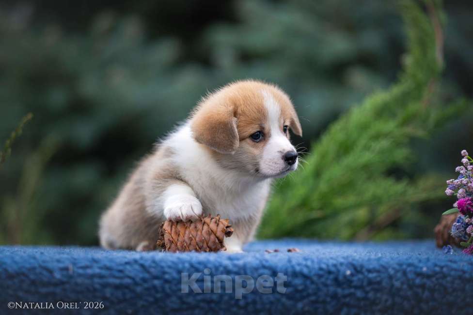 Собаки в Краснодаре: Породный щенок вельш корги пемброк Мальчик, 75 000 руб. - фото 5