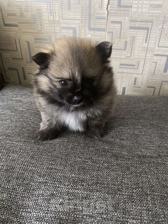 Собаки в Электростали: Мальчик шпиц Мальчик, 30 000 руб. - фото 5