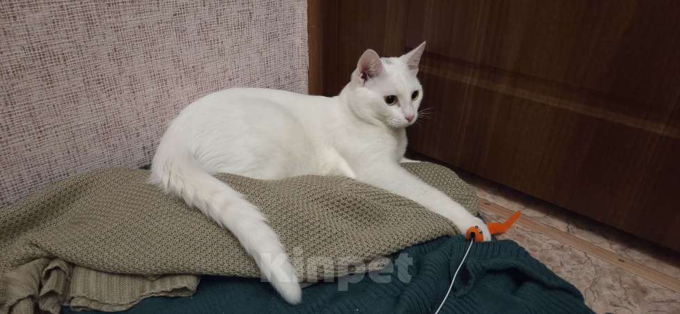 Кошки в Казани: Пиксель Мальчик, Бесплатно - фото 3