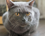 Кошки в Люберцах: Ищет дом ласковый красавец Мэйсон Мальчик, 10 руб. - фото 6