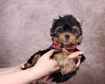 Собаки в Люберцах: Йоркширский терьер курносый  Юджет Мальчик, 50 000 руб. - фото 6